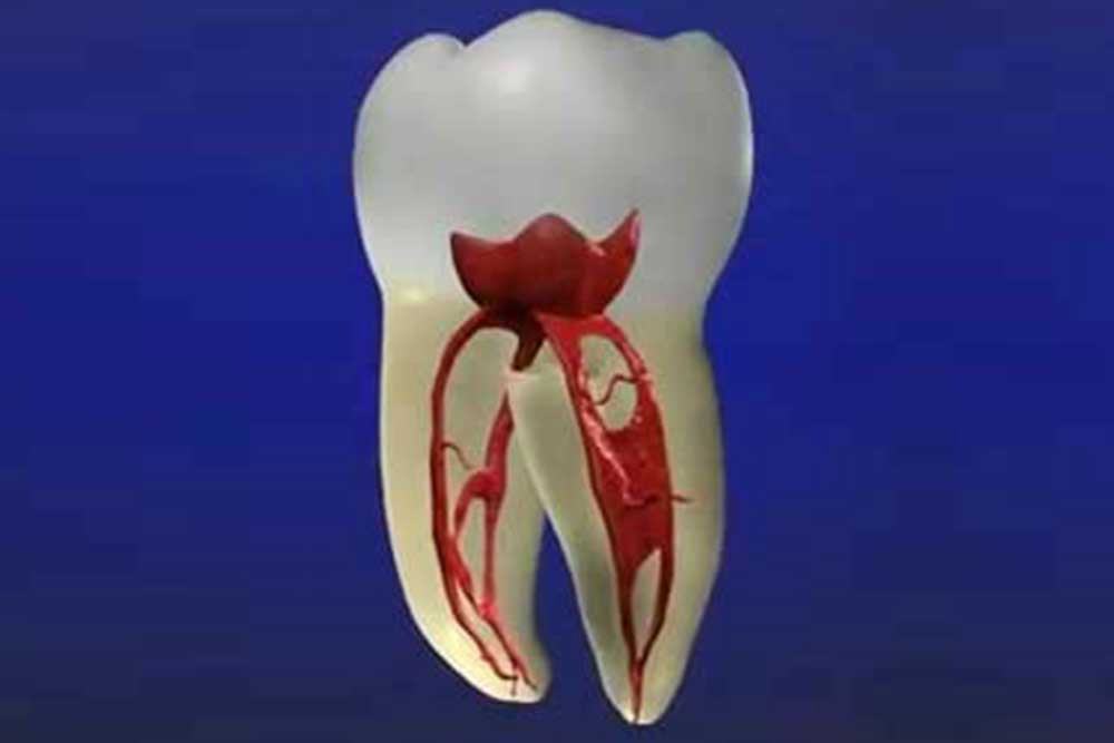 歯の内部構造